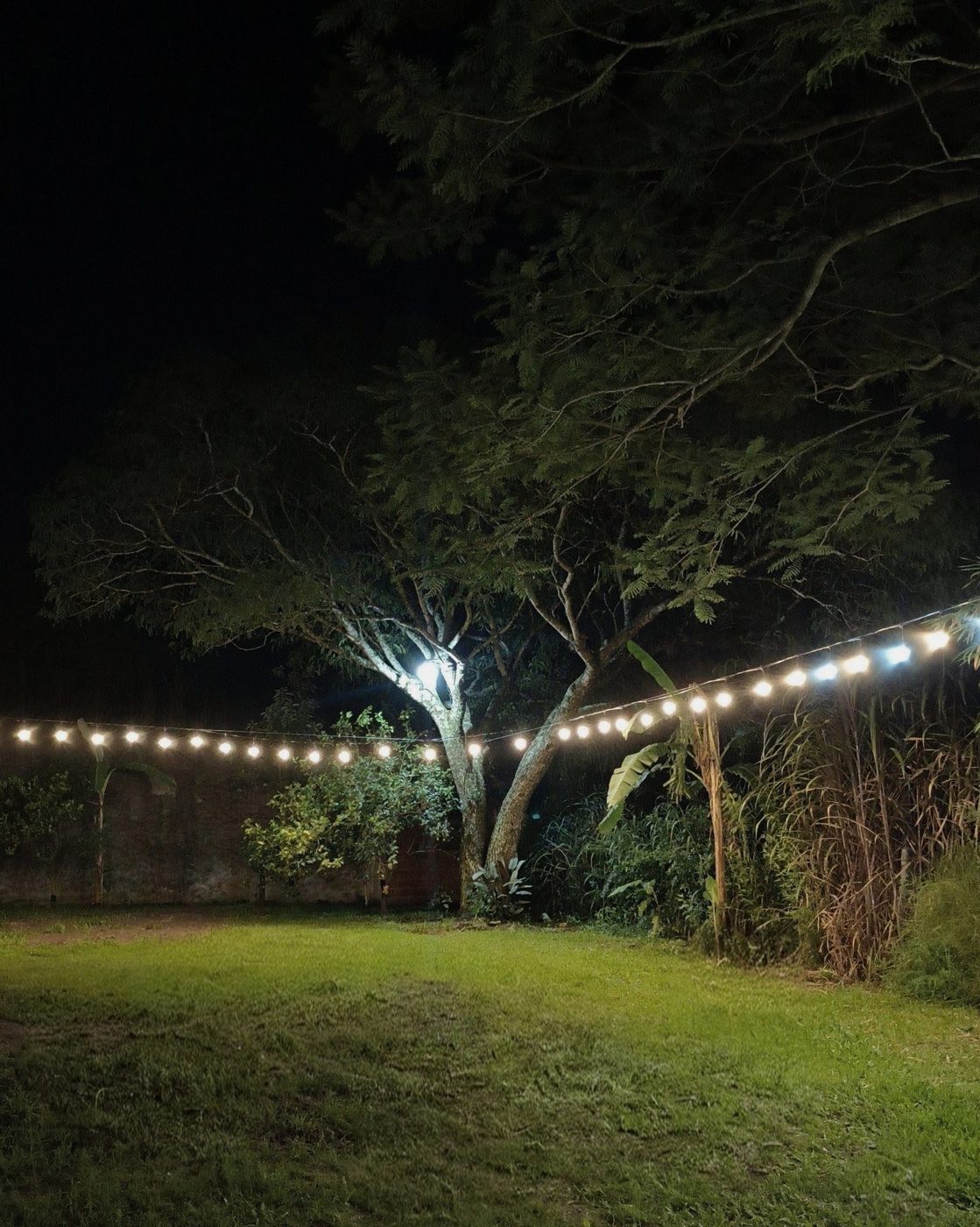 Parque de noche con guirnaldas de luces bajo un árbol